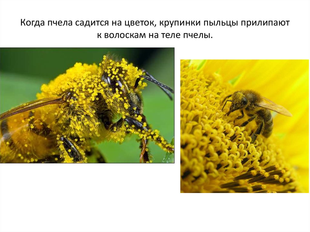 Когда пчела садится на цветок, крупинки пыльцы прилипают к волоскам на теле пчелы.
