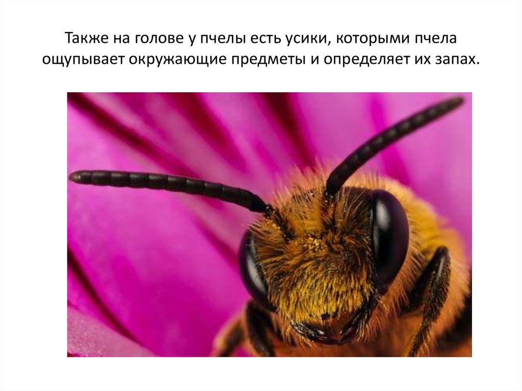 Также на голове у пчелы есть усики, которыми пчела ощупывает окружающие предметы и определяет их запах.