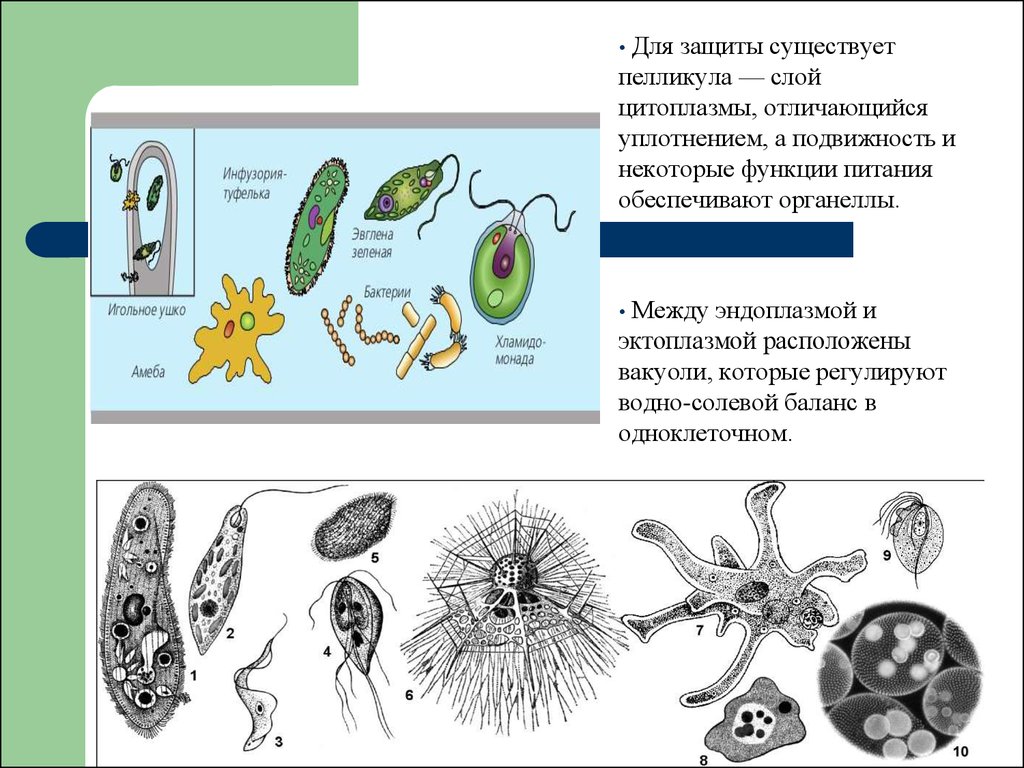 Органеллы водоросли. Одноклеточные организмы. Типы одноклеточных. Примитивные одноклеточные организмы. Эволюция одноклеточных организмов.