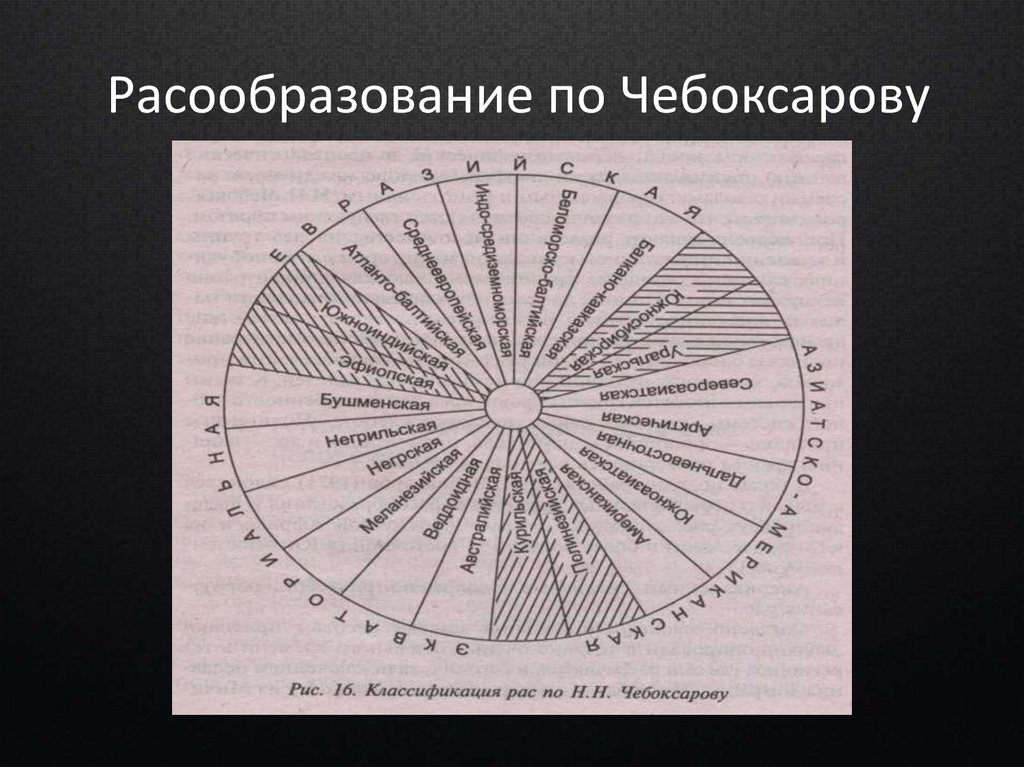 Гипотезы расогенеза схема