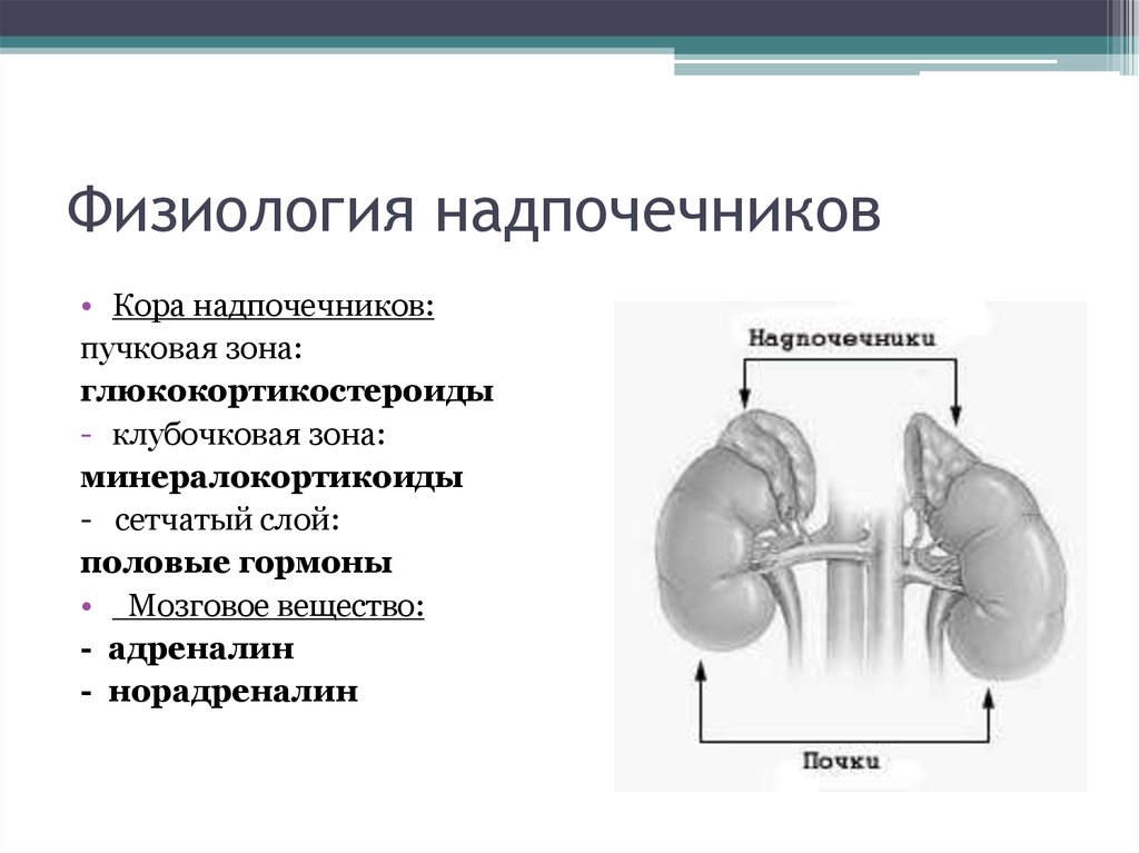 Латеральная ножка надпочечника. Адреналин гормон мозгового слоя надпочечников. Физиология коры надпочечников. Функция сетчатой зоны надпочечников.