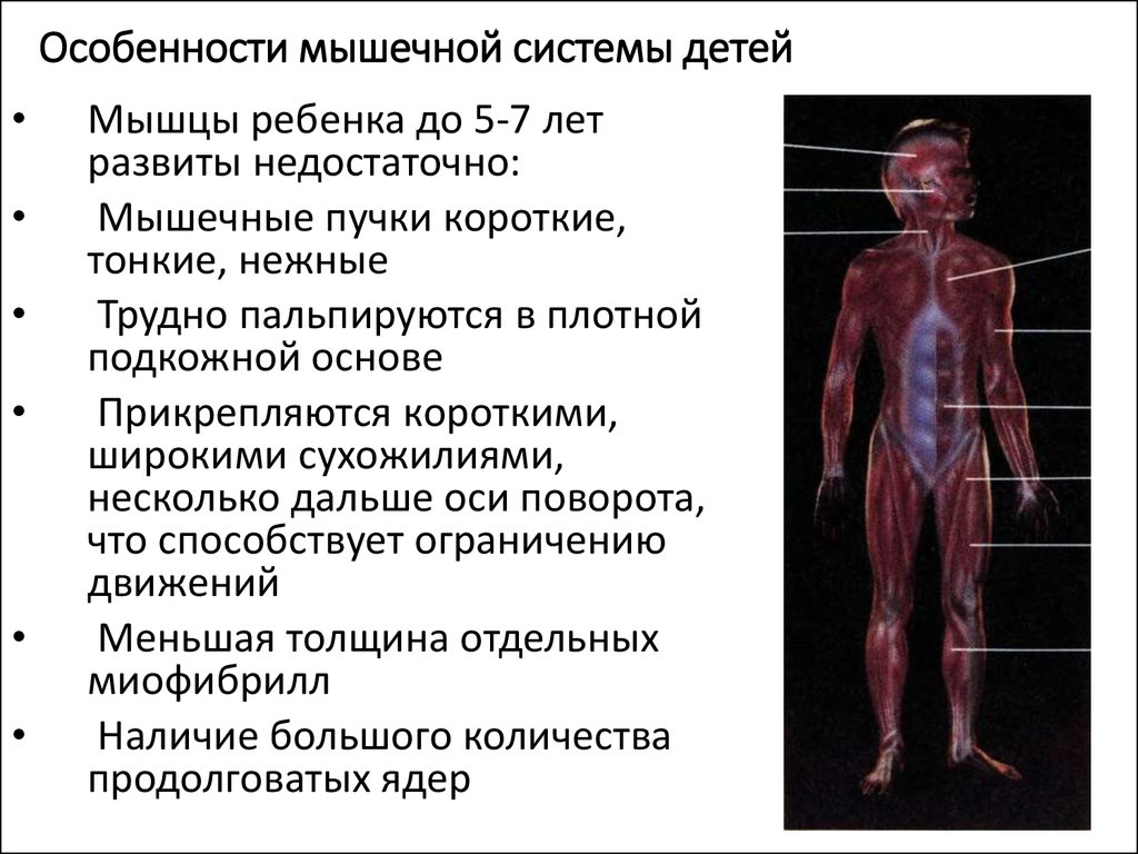 Презентация афо мышечной системы у детей