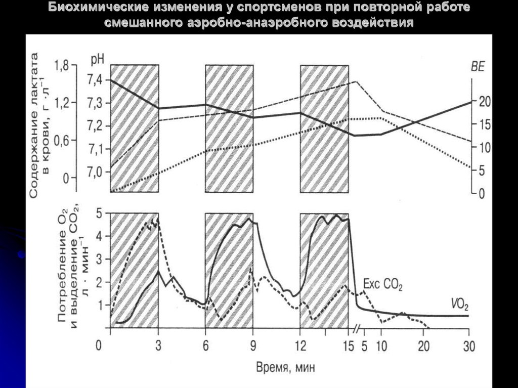 Биохимические сдвиги. Биохимические основы выносливости спортсменов. Биохимические изменения в мышцах при физической нагрузке. Биохимические факторы выносливости. Биохимические изменения в организме при физических нагрузках.