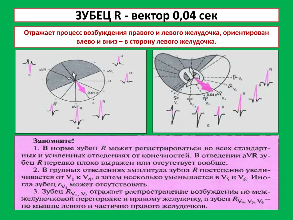 Обозначение зубцов экг p q r s t ввел