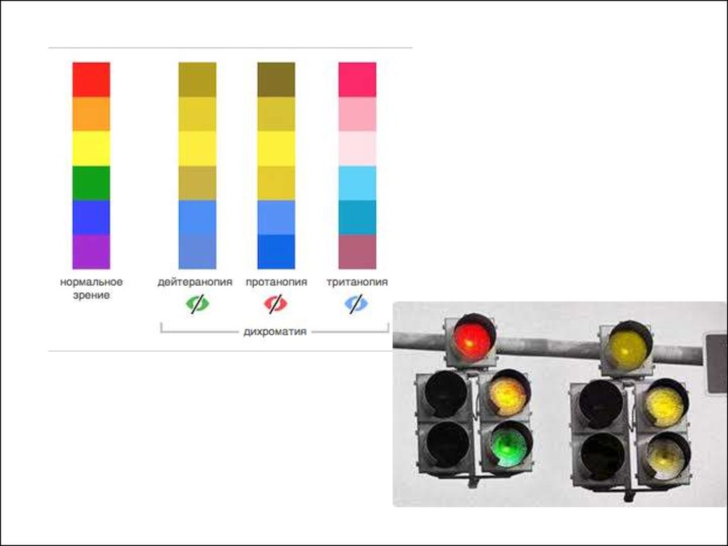 Не видит цвета. Дальтонизм светофор. Светофор для дальтоников. Дальтонизм спектр. Спектры дальтонизма.
