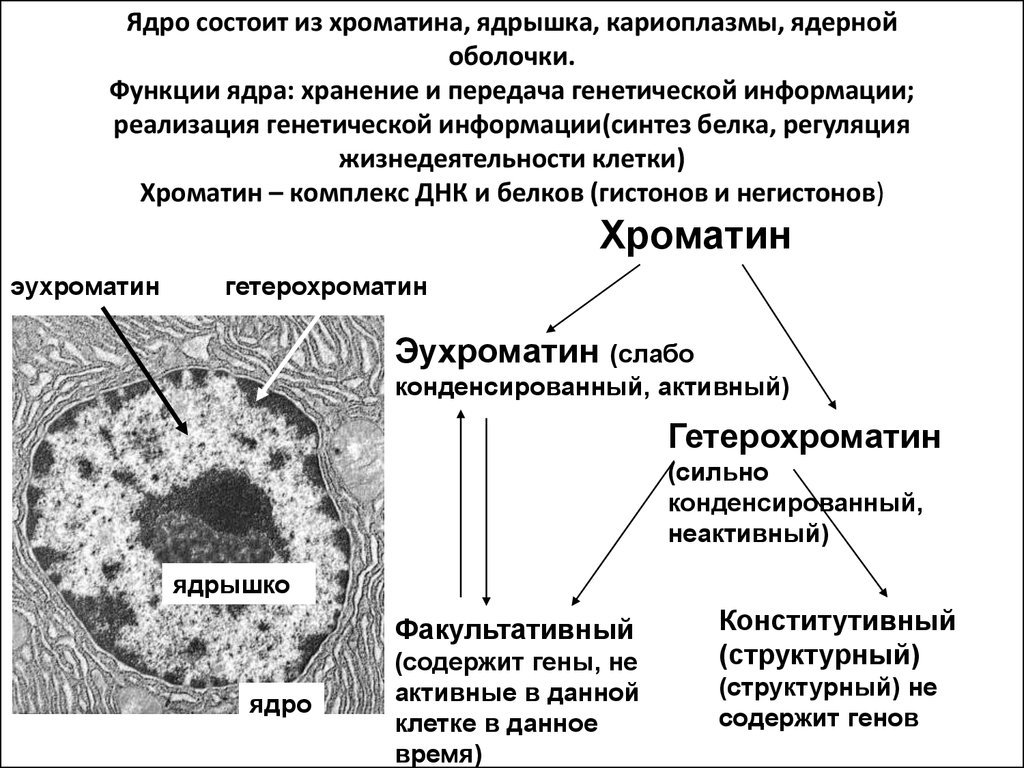 Хроматин ядра