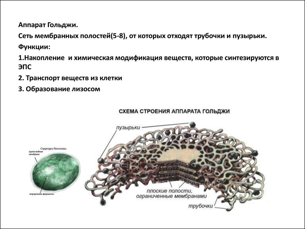Накопление веществ. Мембрана аппарата Гольджи. Модификация веществ это аппарат Гольджи. Аппарат Гольджи 2 мембраны. ЭПС аппарат Гольджи пузырьки.