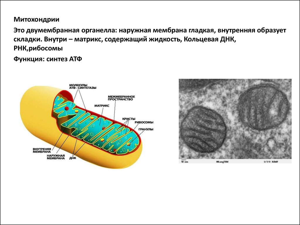 Виды крист митохондрий