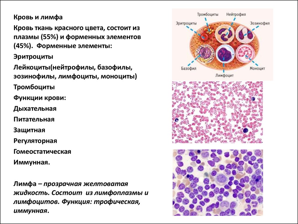 Лимфа тканевая. Кровь и лимфа соединительная ткань строение. Функции форменных элементов крови гистология. Функции крови человека гистология. Кровь и лимфа гистология.