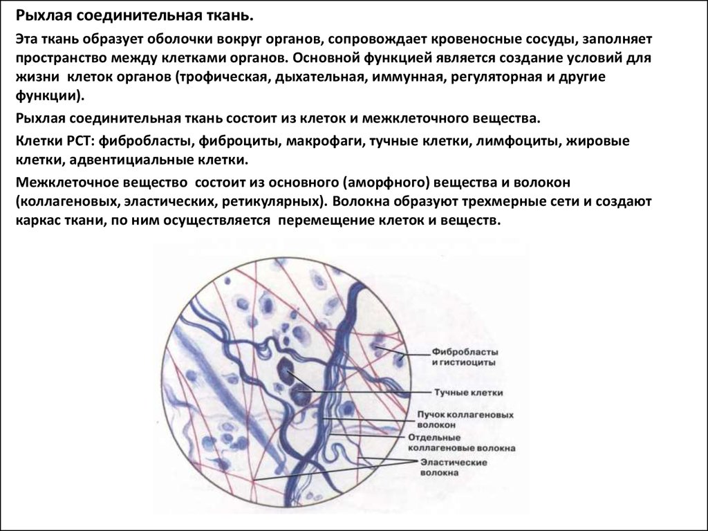 Рыхлая волокнистая неоформленная соединительная ткань рисунок