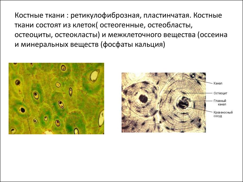 Костная ткань входит. Пластинчатая костная ткань клетки. Строение и функции пластинчатой костной ткани. Пластинчатая губчатая костная ткань. Пластинчатая костная ткань строение и локализация.