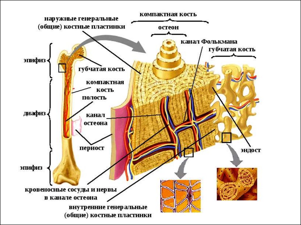 Трубчатая ткань. Внутреннее строение кости состав. Внутреннее и внешнее строение кости схема. Внутреннее строение кости кратко. Внутреннее строение кости рисунок состав.