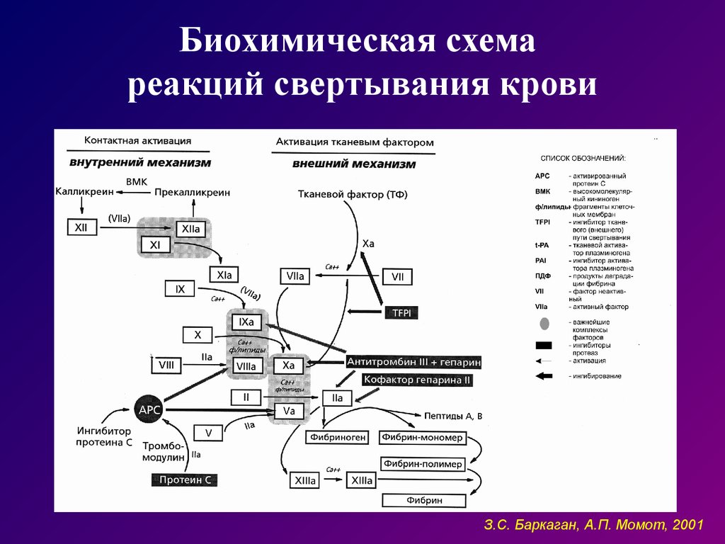 Схема коагуляции гемостаза