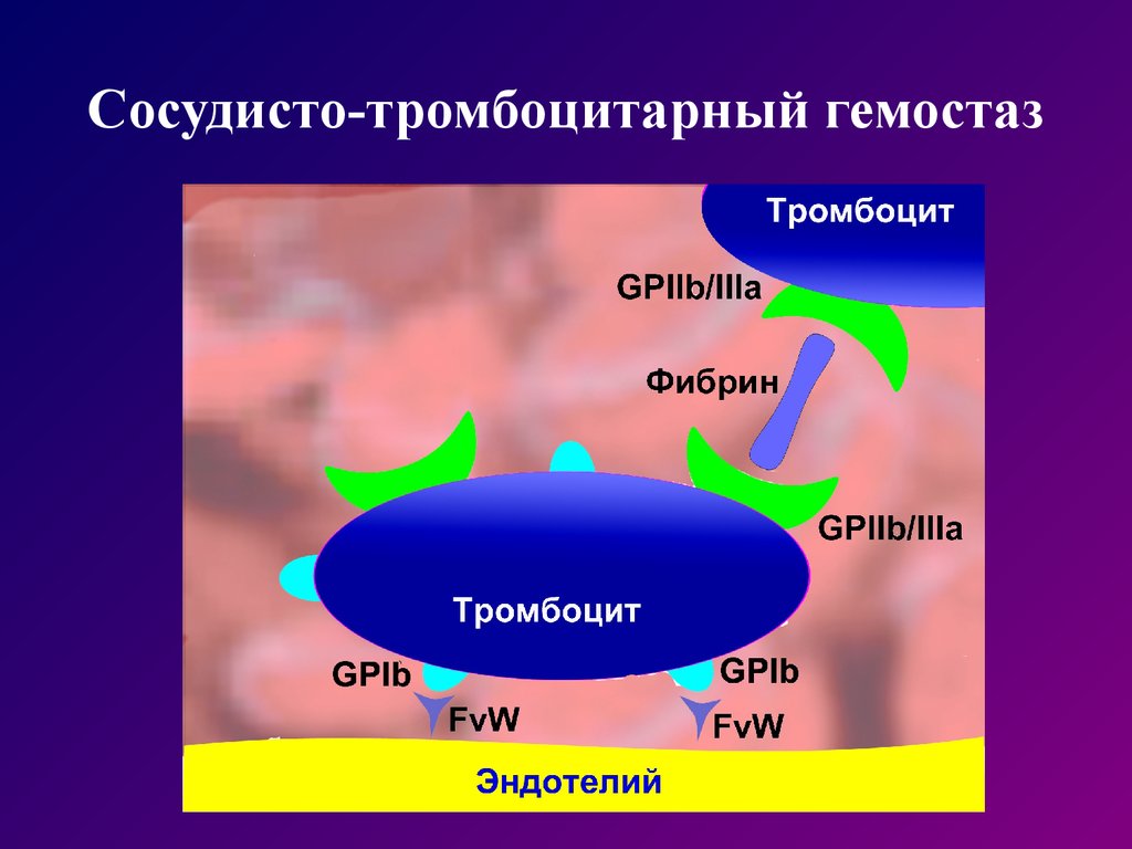 Сосудисто тромбоцитарный гемостаз схема