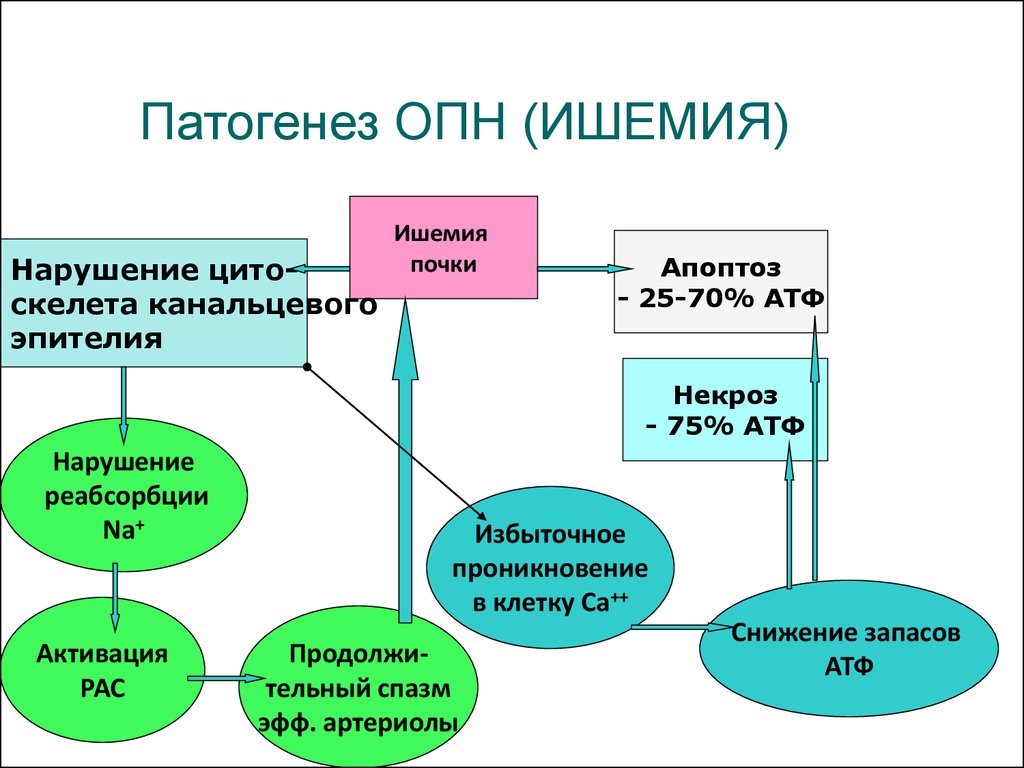 Острая почечная недостаточность патогенез