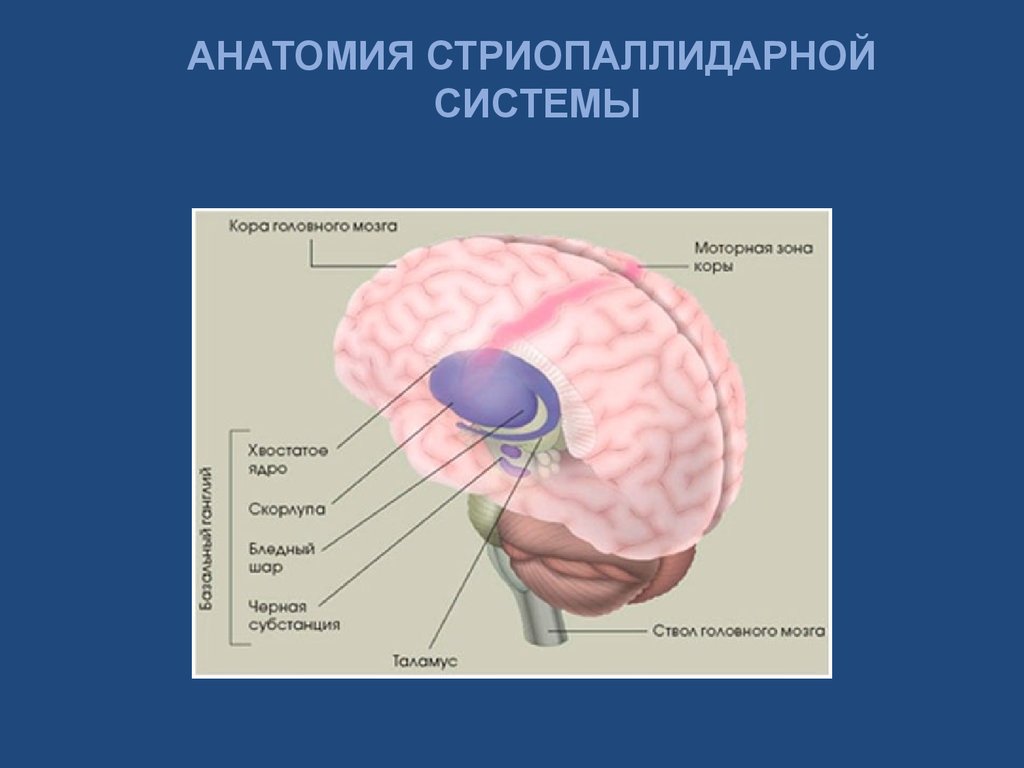 Ядра мозга образованы. Строение головного мозга базальные ганглии. Базальные ядра мозга строение. Функции экстрапирамидной системы мозга. Строение базальных ядер головного мозга.