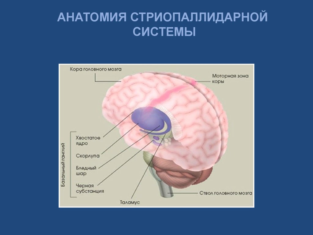 Полосатое тело мозга. Экстрапирамидная система головного мозга. Функции базальных ганглиев мозга. Состав экстрапирамидной системы мозга. Подкорковые ядра Стриопаллидарная система.