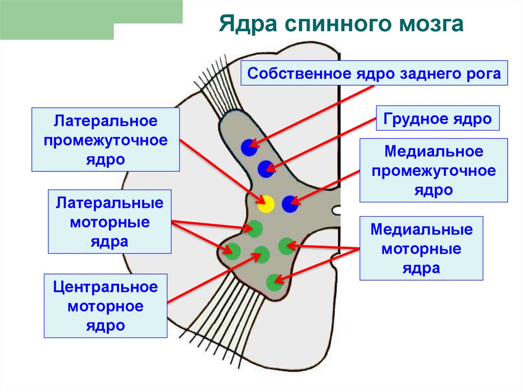 Центральное ядро спинного мозга. Медиальное ядро боковых Рогов спинного мозга. Промежуточное ядро серого вещества спинного мозга. Ядра бокового рога спинного мозга. Ядра задних боковых и передних Рогов спинного мозга.