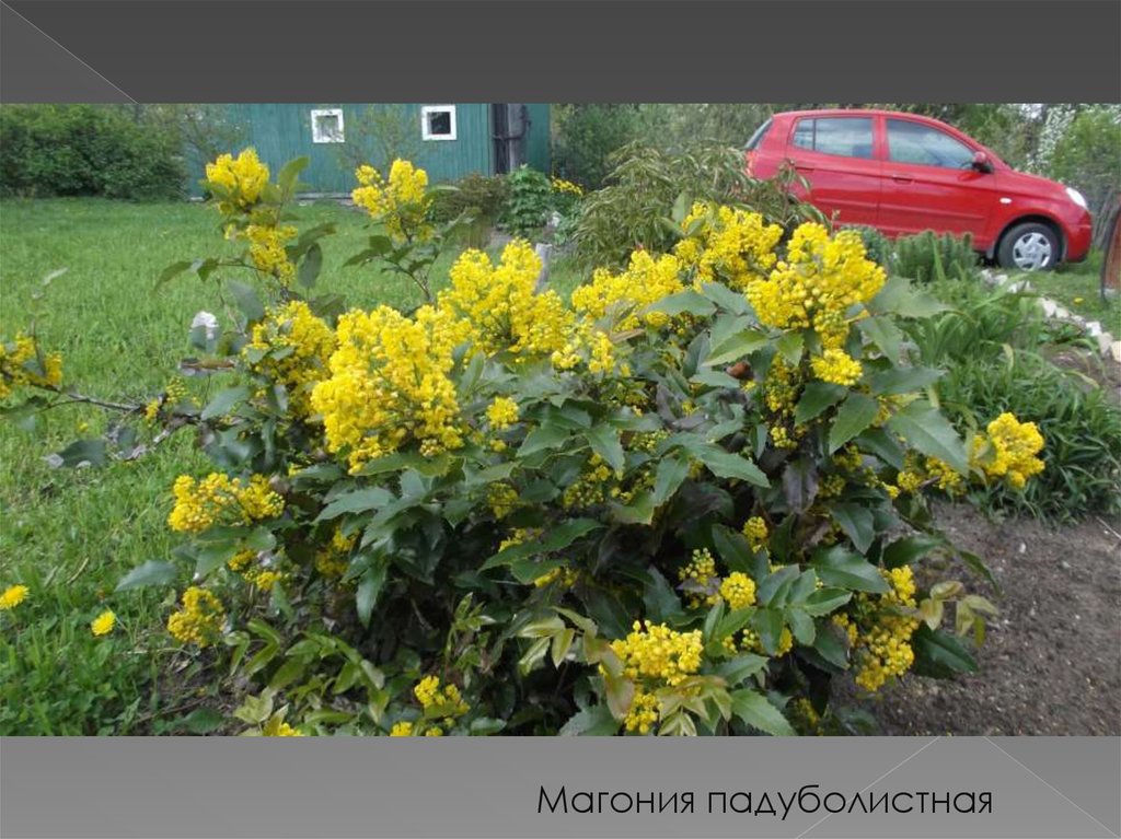 Магония черенками. Магония падуболистная. Магония падуболистная зимостойкость. Магония падуболистная красная. Магония падуболистная куст целиком.