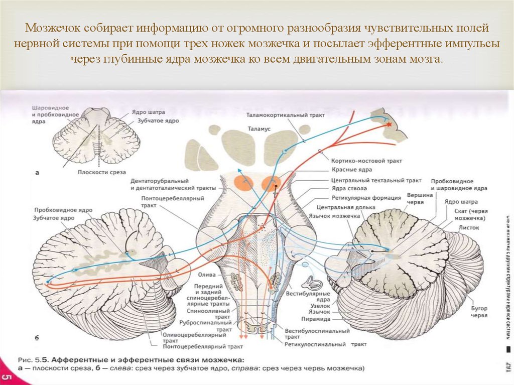 Какие центры в мозжечке. Строение структуры мозжечка. Схема мозжечка анатомия. Структуры мозжечка схема. Мозжечок анатомия функции.