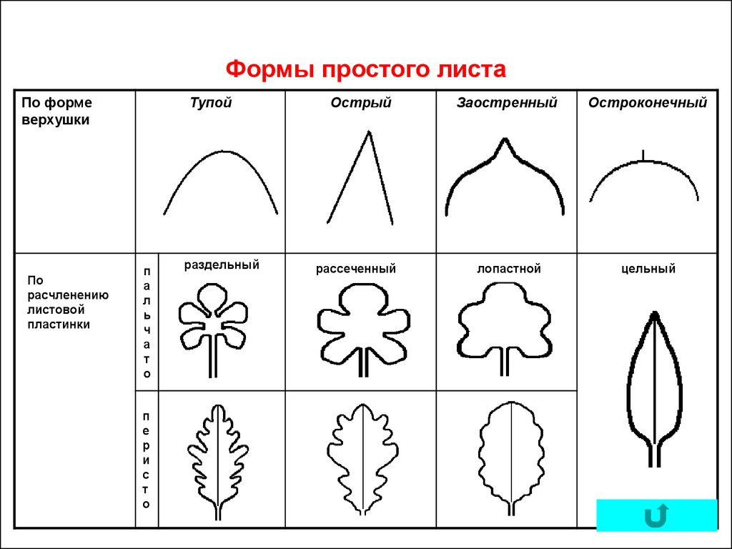 Форма основания листовой