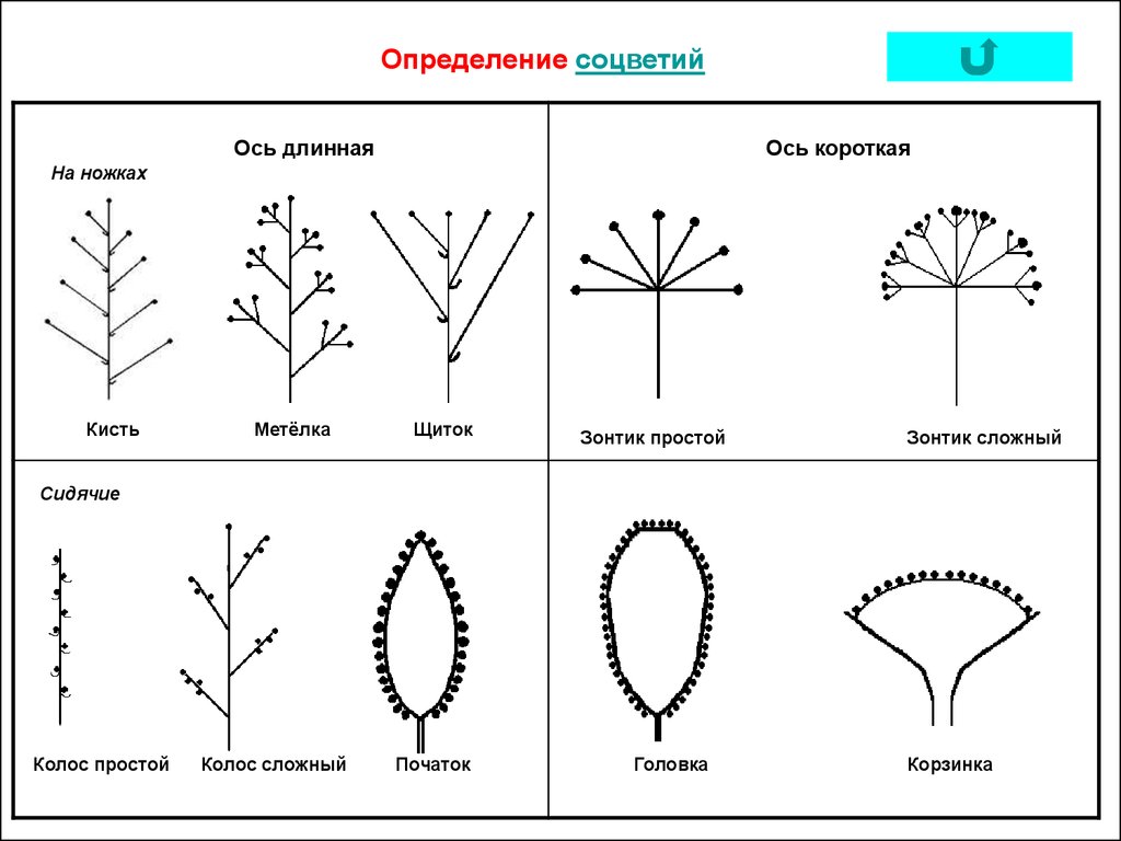 Соцветия листьев. Соцветие кисть и метелка. Соцветие типы метелка схема. Тип соцветия кисть. Простые соцветия с удлиненной осью.