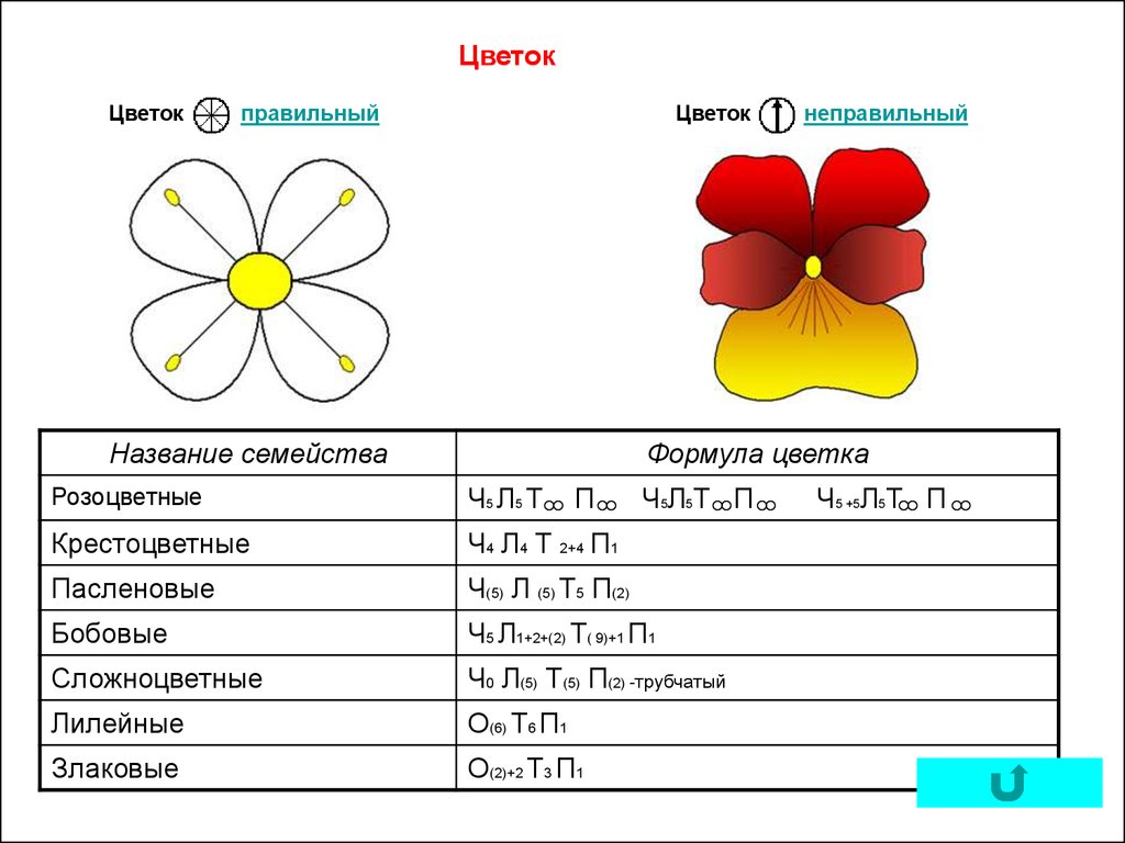 Ч5л5т бесконечность п1 формула какого цветка. Формула цветка ч5л5т бесконечность п1. Как по формул цветка составлять диаграмму. Формула цветка правильный и неправильный. Формула неправильного цветка.