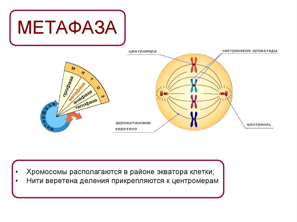 Картинка метафаза митоза