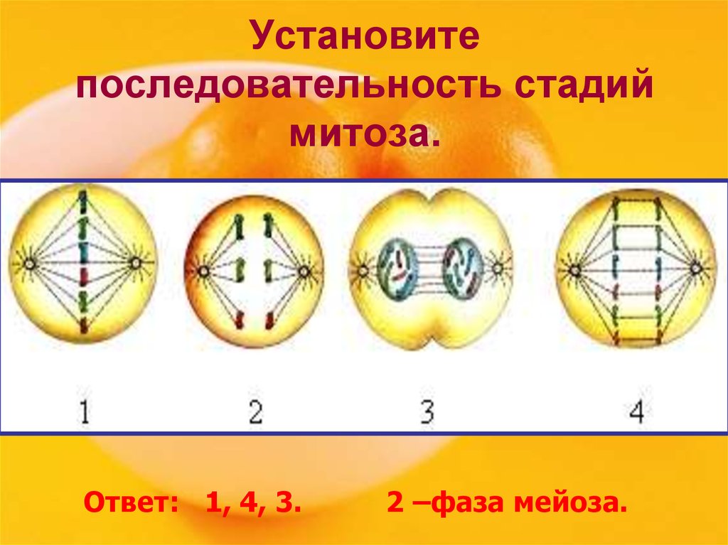 Презентация на тему митоз