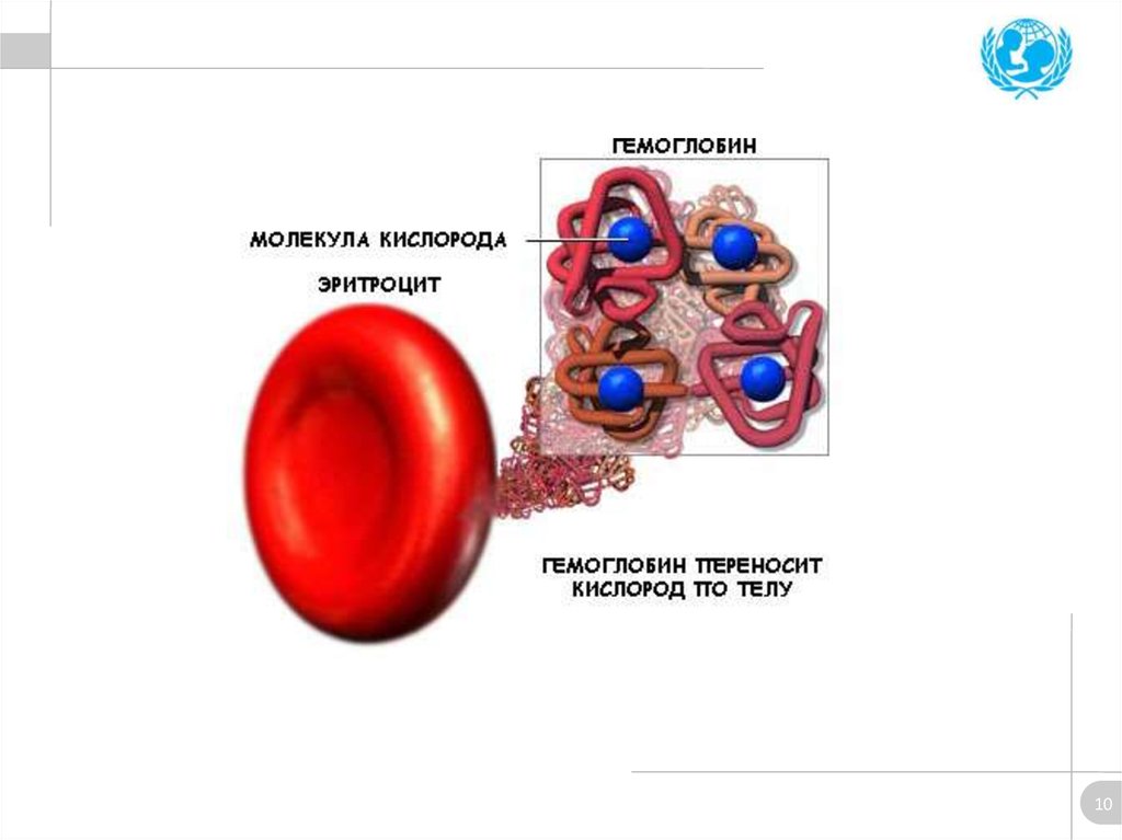 Эритроцит кислород. Гемоглобин связанный с кислородом. Эритроцит молекула гемоглобина. Строение молекулы эритроцита. Гемоглобин на молекулярном уровне.