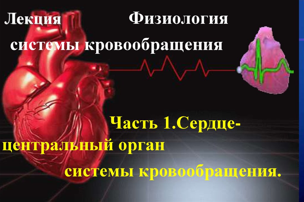 Сердечный центр. Лекция физиология кровообращения. Физиология сердца презентация. Сердце это Центральный орган.