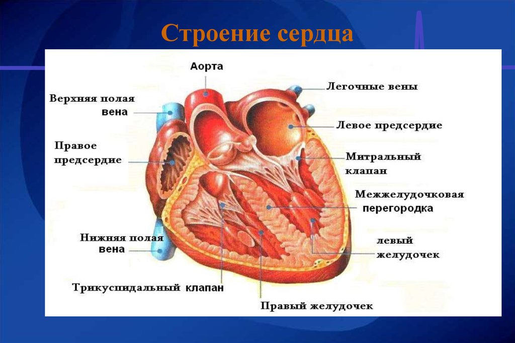 Физиология сердца. Анатомия и физиология сердца. Строение сердца физиология. Названия структур сердца. Сердце будова.