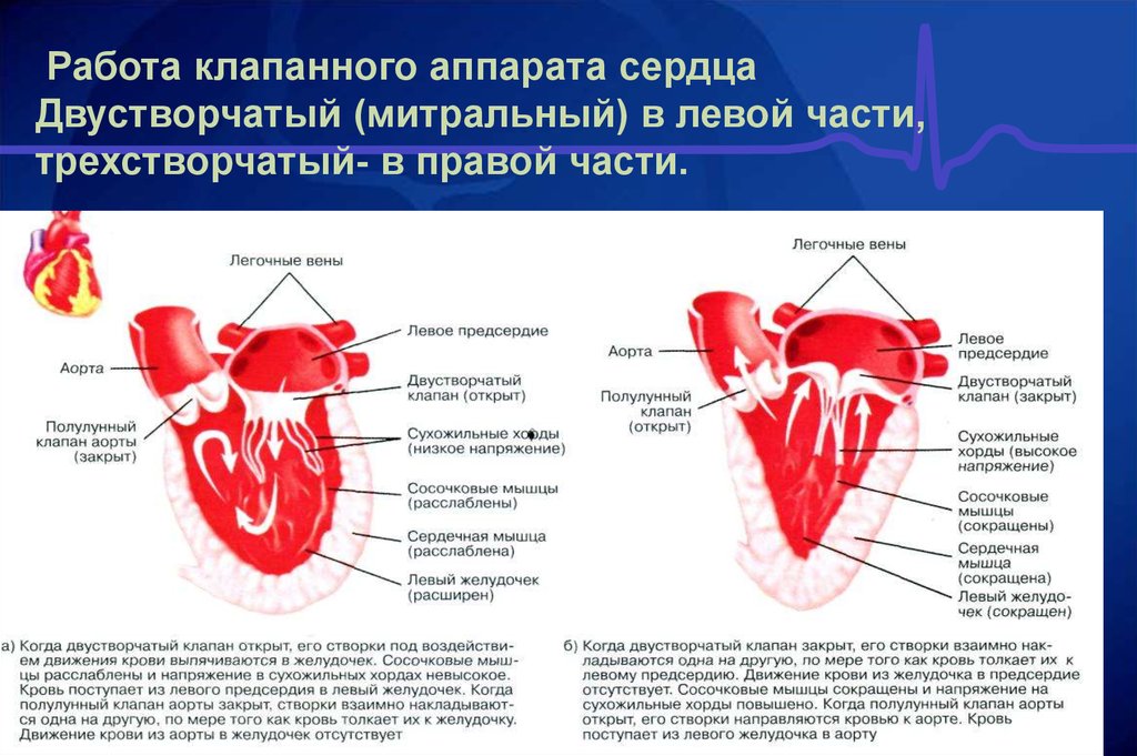 Сердечный центр