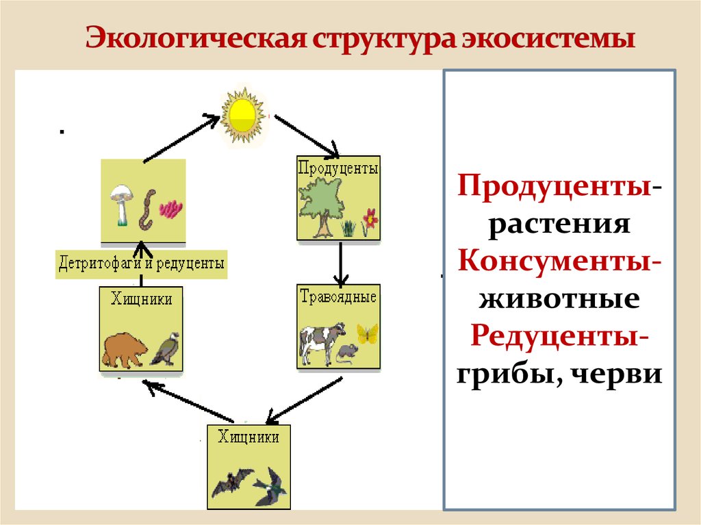 Продуцент детритофаг плотоядное животное