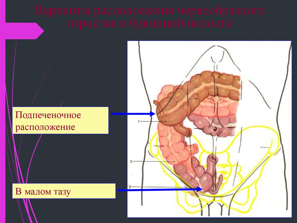 Аппендикс система органов
