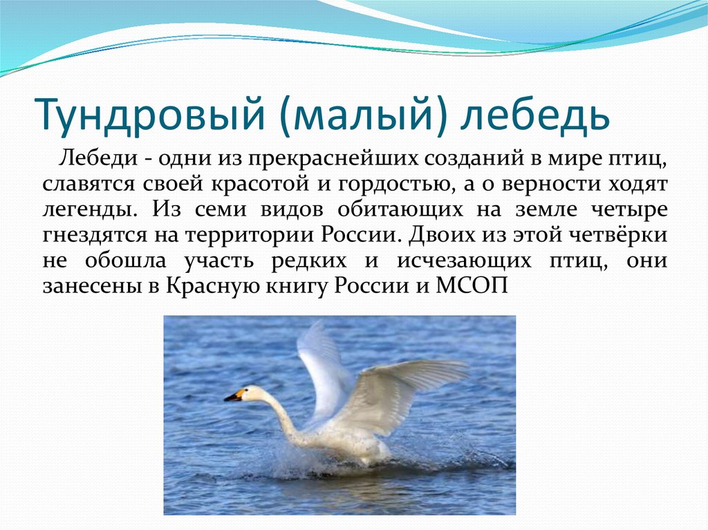 Сообщение о лебедях. Тундровый лебедь красная книга России. Малый Тундровый лебедь. Малый или Тундровый лебедь. Тундровый лебедь краткое описание.