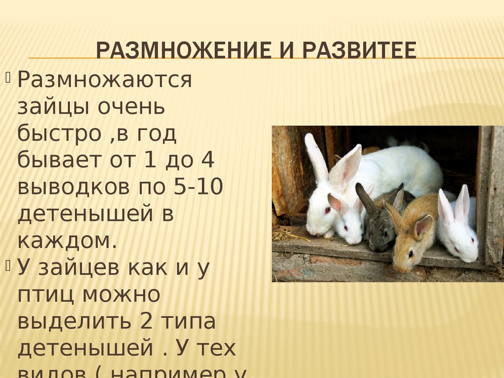 К каким животным относятся кролики. Информация о кроликах. Сведения о кроликах домашних. Рассказать о кролике. Сообщение о кролике.
