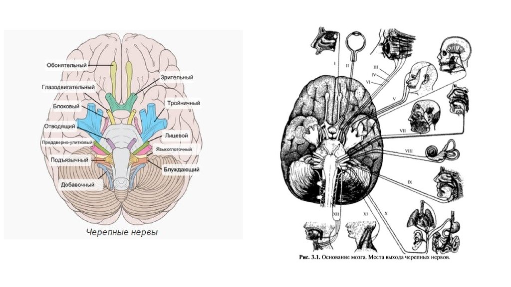 Черепные нервы схема. Черепные мозговые нервы. 12 Пар черепно-мозговых нервов неврология. Схема строения черепных нервов. 12 Пар черепно мозговых нервов анатомия рисунок.