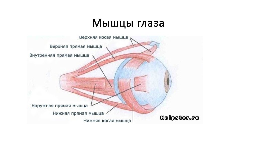 Как укрепить косые мышцы глаза