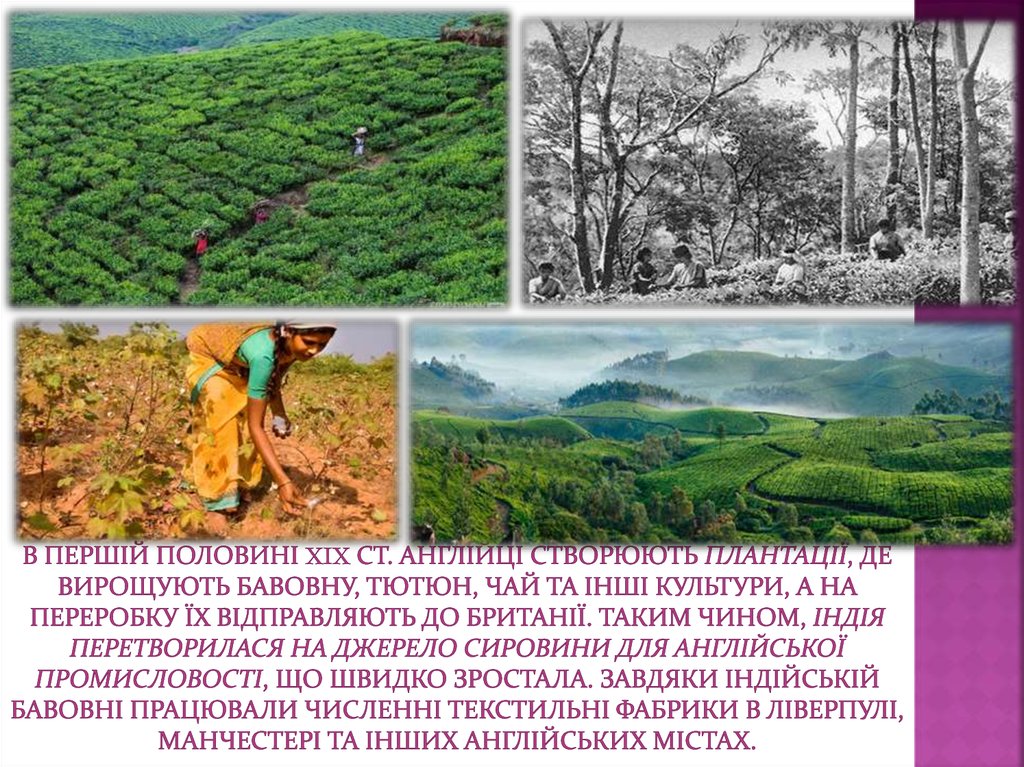 в першій половині XIX ст. англійці створюють плантації, де вирощують бавовну, тютюн, чай та інші культури, а на переробку їх відправляють до Б