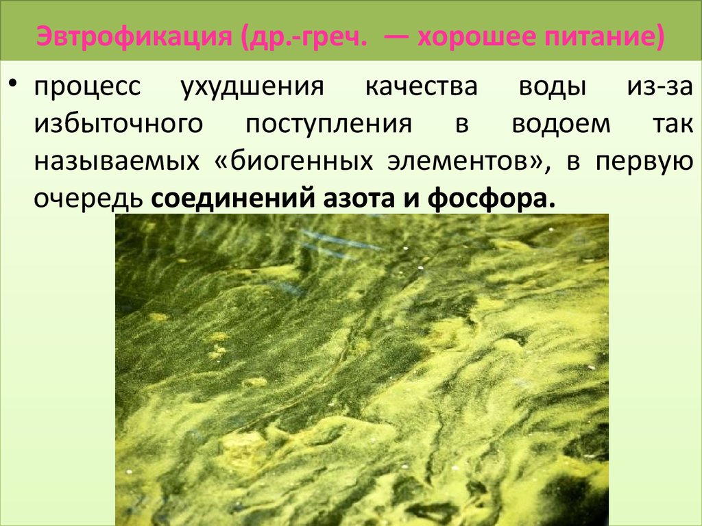 На рисунке показано что в процессе эвтрофикации в водоеме может произойти раванда