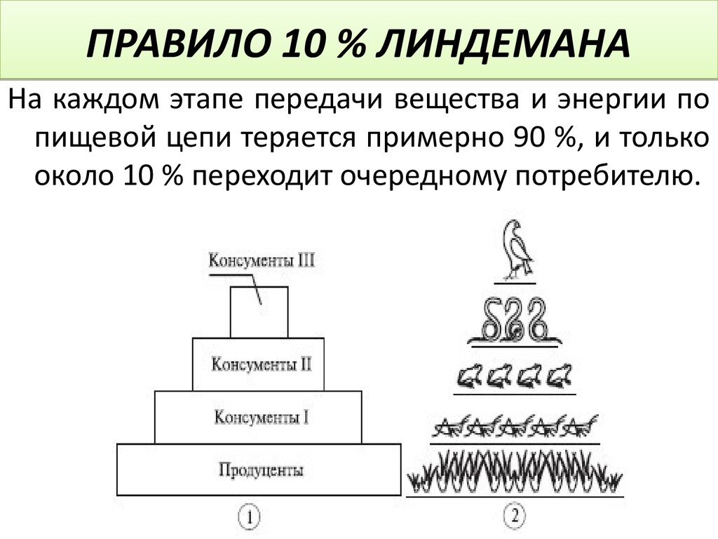 Постройте пирамиду чисел пищевой цепи. Правило экологической пирамиды Линдемана. Правило 10 Линдемана. Правило 10 процентов Линдемана. Закон Линдемана правило 10 процентов.