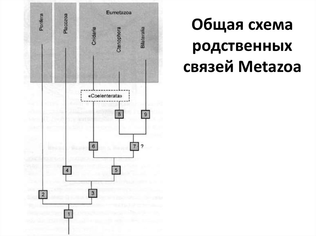 Системы родственных связей. Схема родственных связей. Родственные связи в виде схемы. Презентация родственные связи в семье. Родственные отношения.