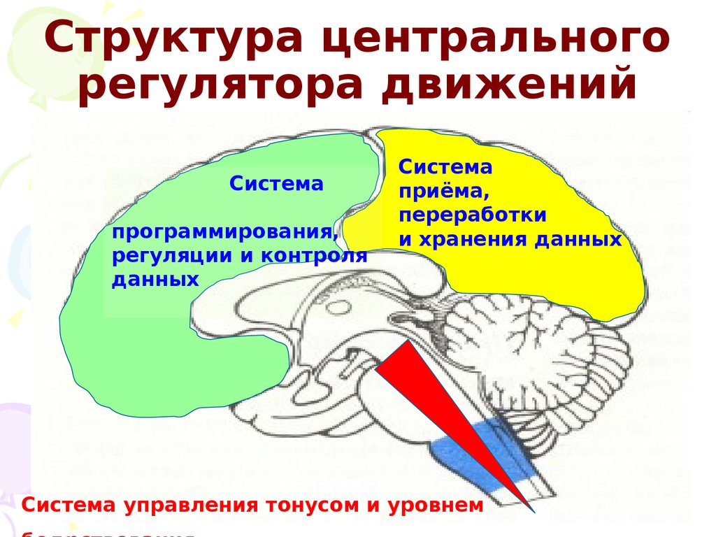 Физиология движений презентация