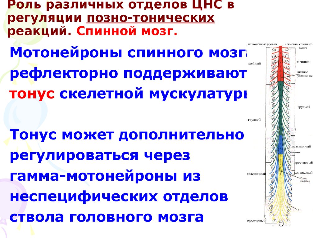 Уровни нервной системы