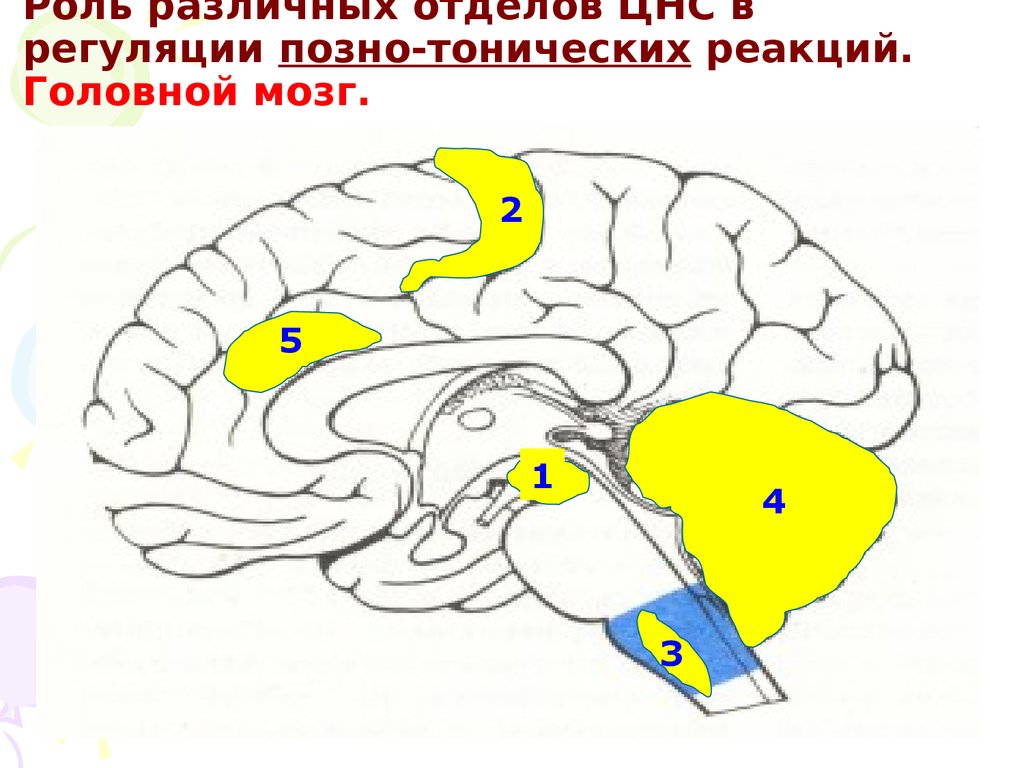 Физиология движений презентация