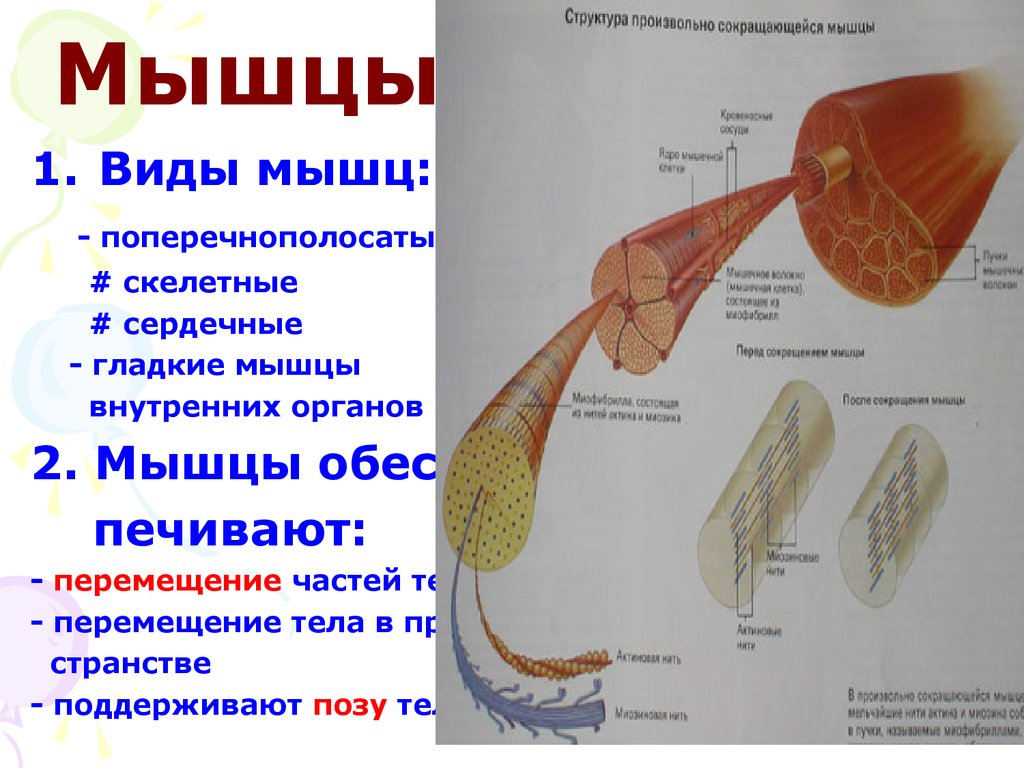 Скелетные и гладкие мышцы. Скелетные гладкие сердечные мышцы. Развитие мускулатуры виды. Какие мышцы обеспечивают движение тела в пространстве.