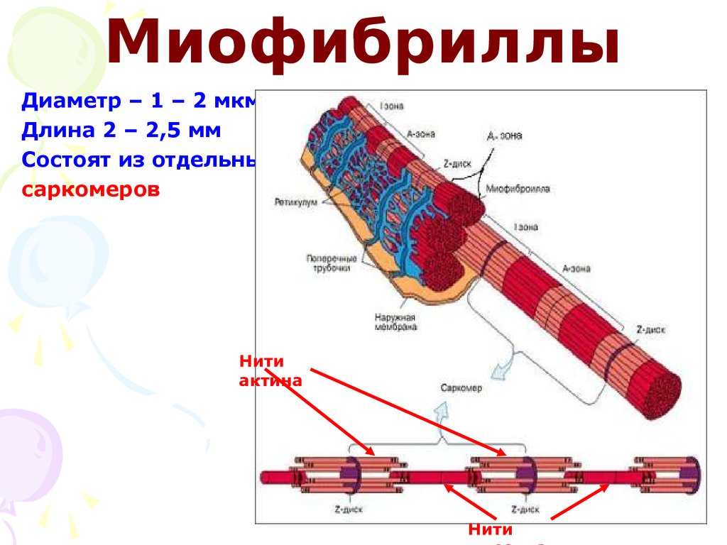 Схема строения миофибриллы