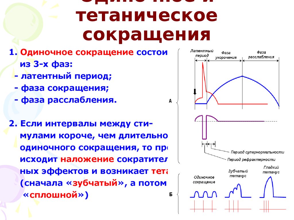 Совершил самый продолжительный одиночный. Механические фазы одиночного мышечного сокращения. Одиночное мышечное сокращение и его характеристика. Одиночное и тетаническое сокращение.