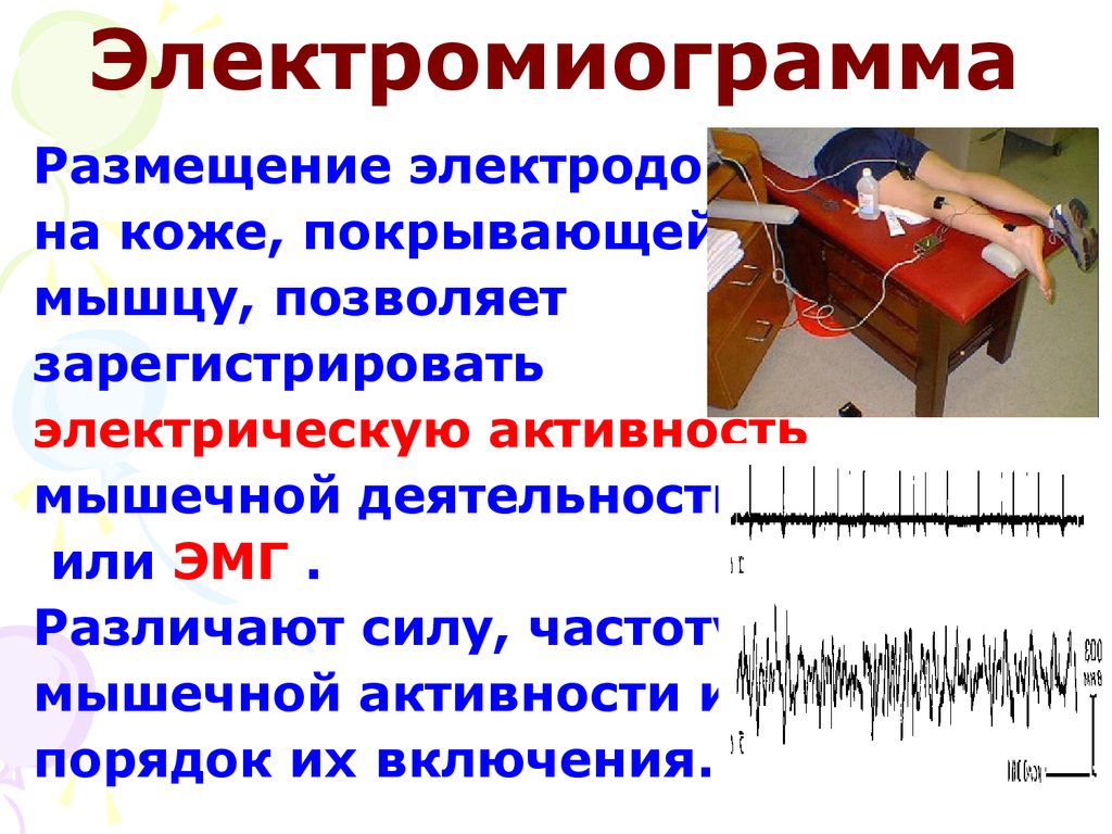 Физиология движений презентация